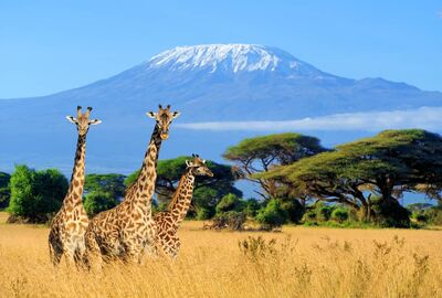 KENYA & TANZANYA     BÜYÜK GÖÇ TURU