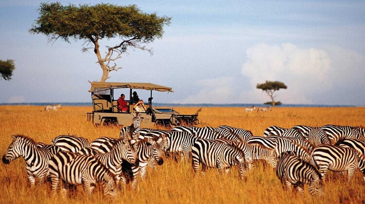KENYA BÜYÜK GÖÇ TURU