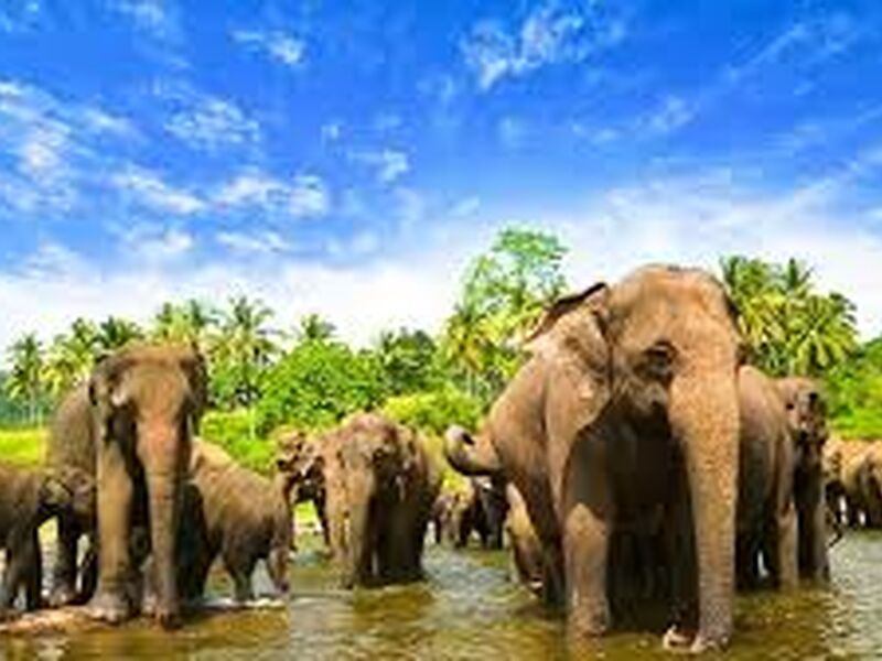 SRİ LANKA