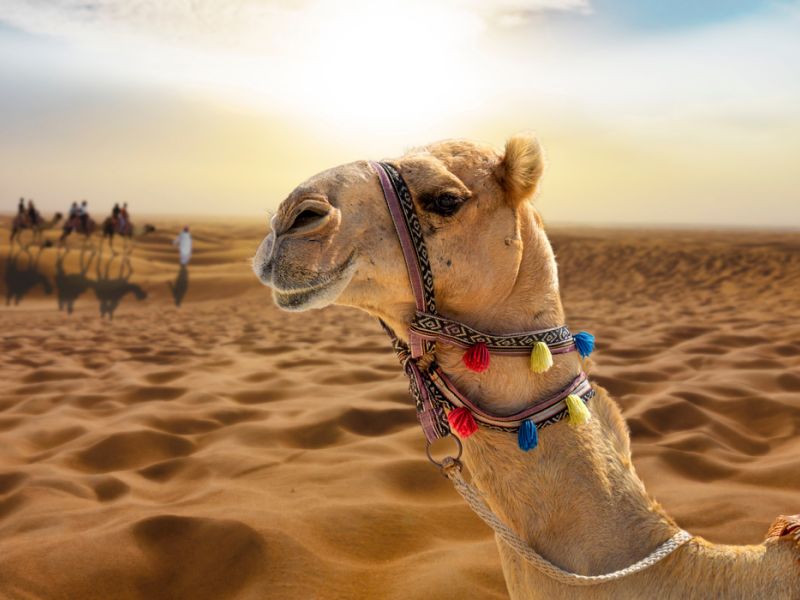 HİLTON ÖZEL 4 KAL 3 ÖDE DUBAİ TURU Ajet ile 4 gece