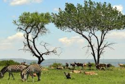 Görkemli Güney Afrika ve Safari 7 Gece Türk Hava Yolları ile 19 Mart Hareketli (Ramazan Bayramı Özel) (CPT - JNB) 