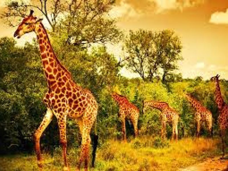 Görkemli Güney Afrika ve Safari 7 Gece Türk Hava Yolları ile 19 Mart Hareketli (Ramazan Bayramı Özel) (CPT - JNB) 