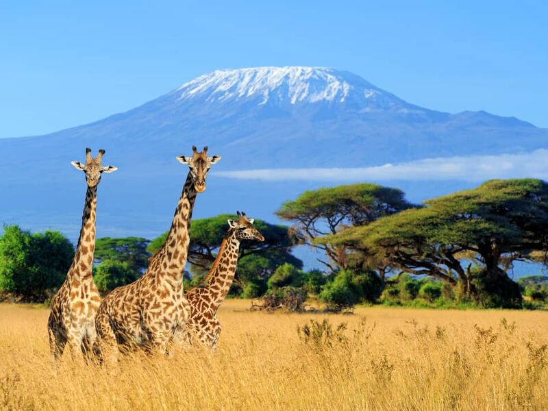 KENYA & TANZANYA     BÜYÜK GÖÇ TURU