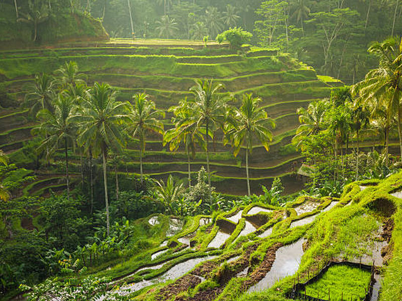 BALİ TURU
