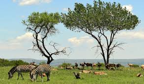 Görkemli Güney Afrika ve Safari 7 Gece Türk Hava Yolları ile 19 Mart Hareketli (Ramazan Bayramı Özel) (CPT - JNB) 