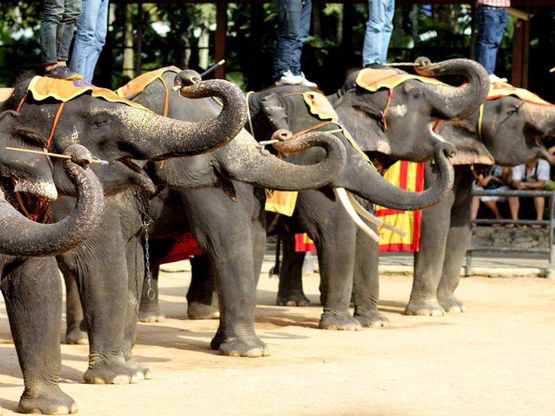 Elegant Phuket & Pattaya & Bangkok Turu Ekstra Turlar Dahil Qatar Havayolları ile 6 Gece 8 Gün  FL001