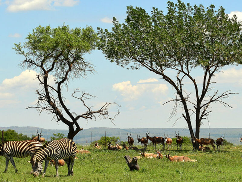 Elegant Güney Afrika - THY - (CPT-JNB)